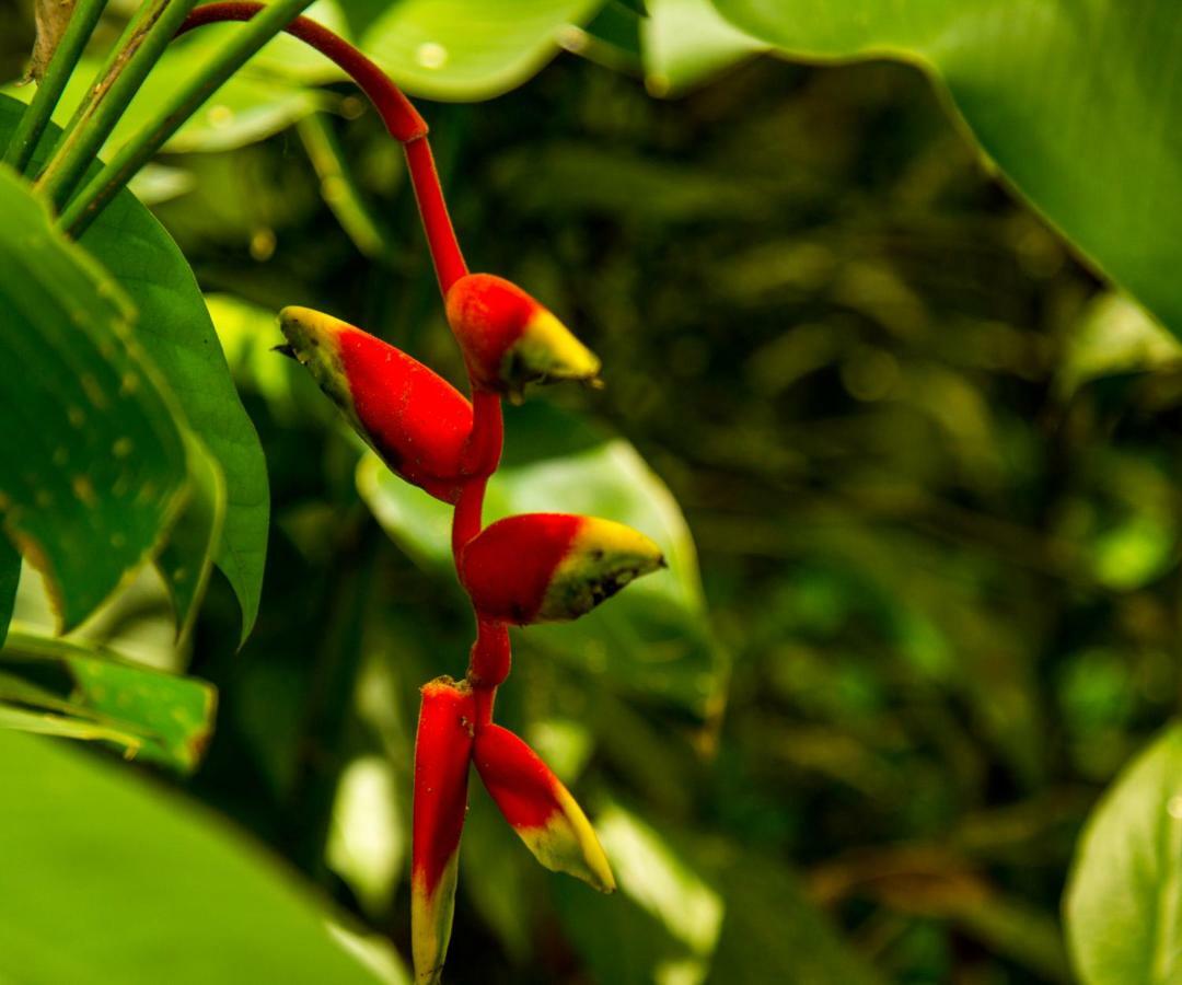 Casa Tucanes Nationalpark Nationalpark Manuel Antonio Exterior foto